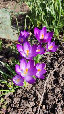 Прикрепленное изображение: Крокусы.jpeg